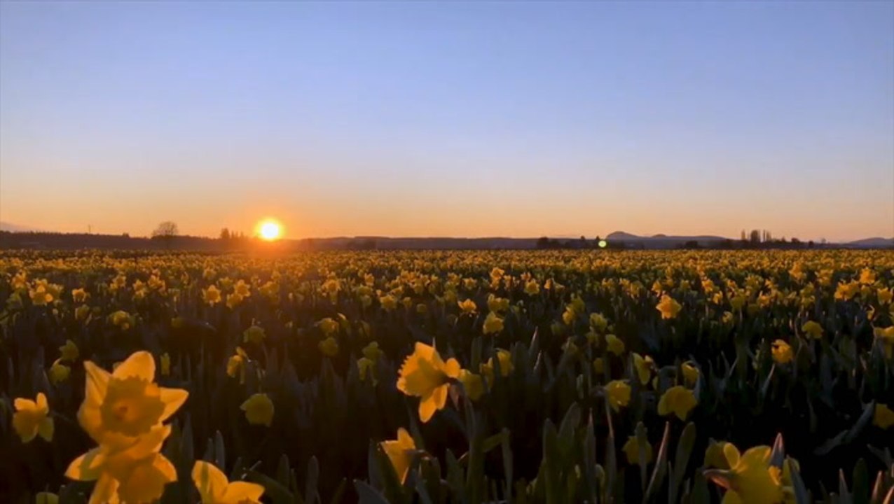 Sun sets over field of flowers in Washington