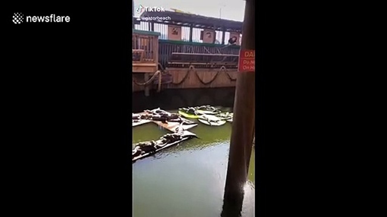 Fearless turtle chillin' on top of an alligator...