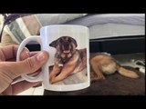 Owner Removes Cup With Dog's Smiling Photo to Reveal Them Sitting With Serious Face