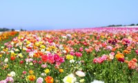 The Flower Fields at Carlsbad Are an Instagram Dream