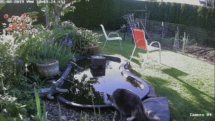 Vigilant Kitty Spooks Himself into Pool