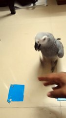 Rainbow The Grey Parrot Identifying Shapes