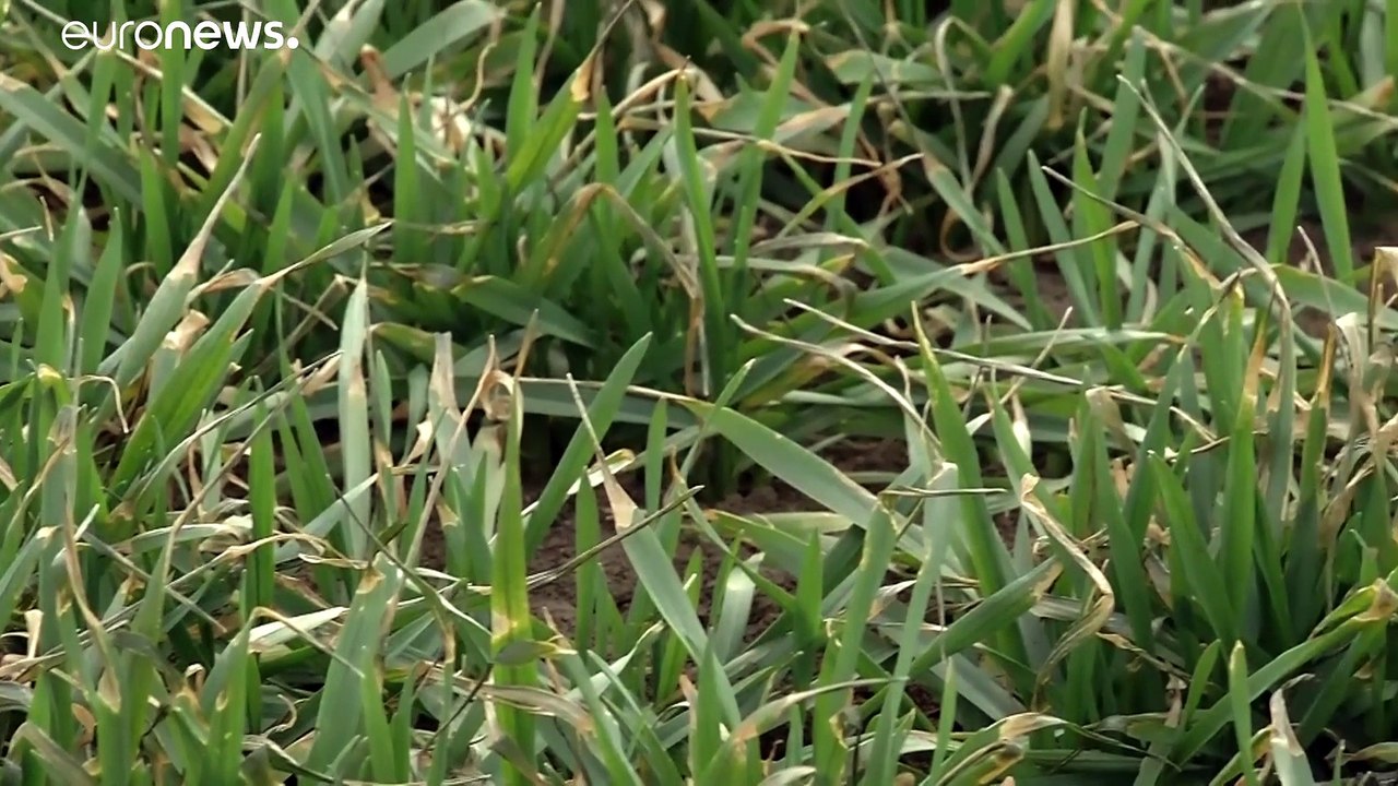 Rumänien: Winter zu trocken und zu schneearm, Bauern sorgen sich