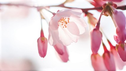 Cherry blossoms have reached stage 2