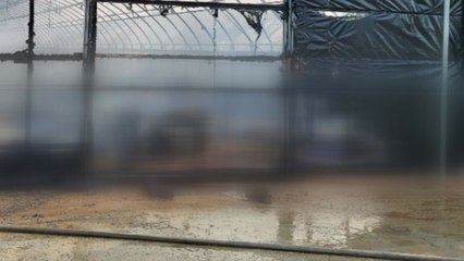 진천 오리농장 불 오리 만6천마리 폐사 / YTN