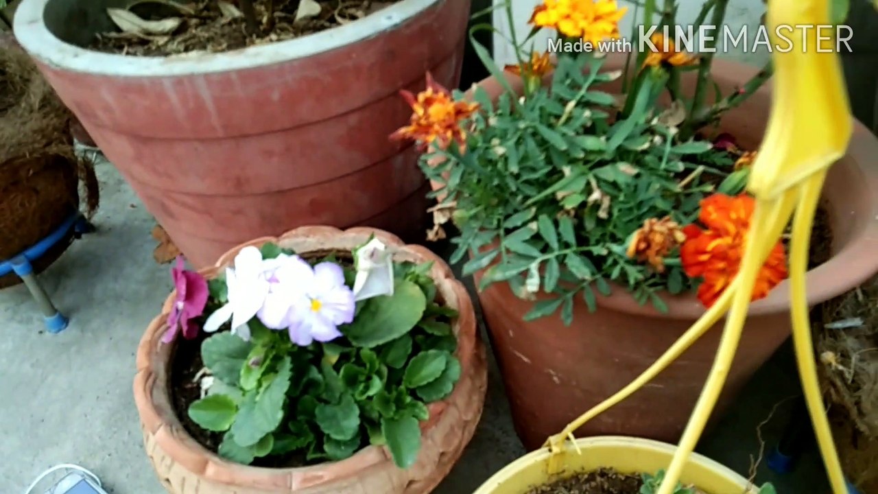 How to care a nursery plant...