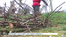 PAYSAGES Les trognes, une culture millénaire