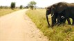 Ce bébé éléphant a peur de traverser la route
