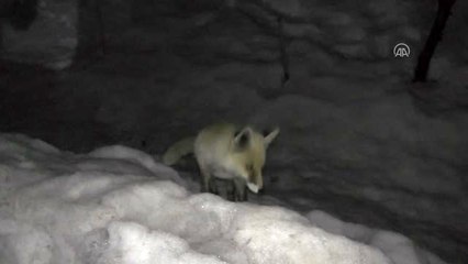 Aç kalan tilkinin mahalledeki yiyecek arayışı görüntülendi