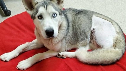 Yavapai Humane Society is Making an Impact