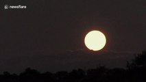 Spectacular Super Worm Moon rises over South African savanna