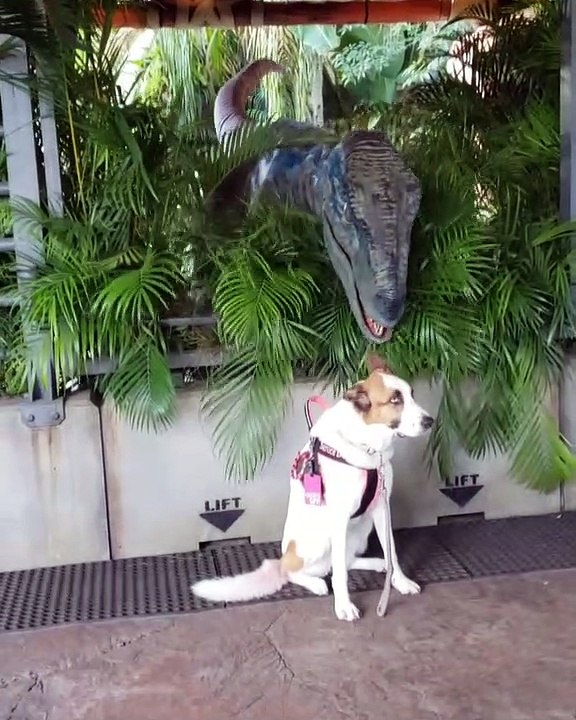 Blue Raptor and Service Dog are Friends