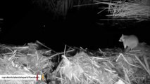 Get Off My Lawn: Beaver Protects Its Territory Against Raccoon