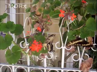 Pareja de Mariposas Papilio Thoas