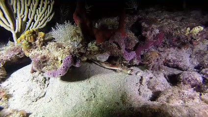 The Caves Night Dive