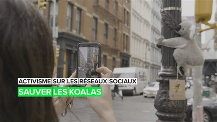 L'histoire derrière les koalas «sauvages» qui envahissent New York
