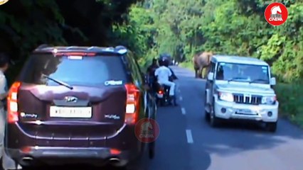 Elephant Chasing Due To Foolish Activity.