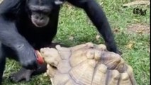 Heartwarming: Chimpanzee feeds apple to its 'pet' tortoise in heartwarming clip | TikTok