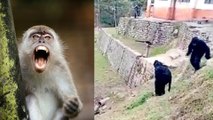 INDIA BORDER POLICE SCARE OFF MONKEYS WEARING BEAR COSTUMES