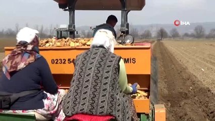 Bursa'da patates ekimi başladı