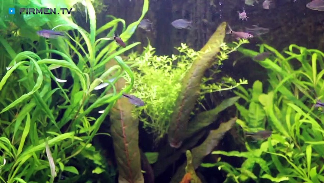 Aquaristik & Animal World in Köln-Dellbrück – Ihre Zoohandlung für Aquarien, Reptilien & vieles mehr