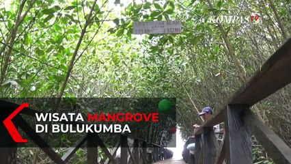 下载视频: Wisata Luppung Mangrove, Alternatif Wisata Alam di Bulukumba