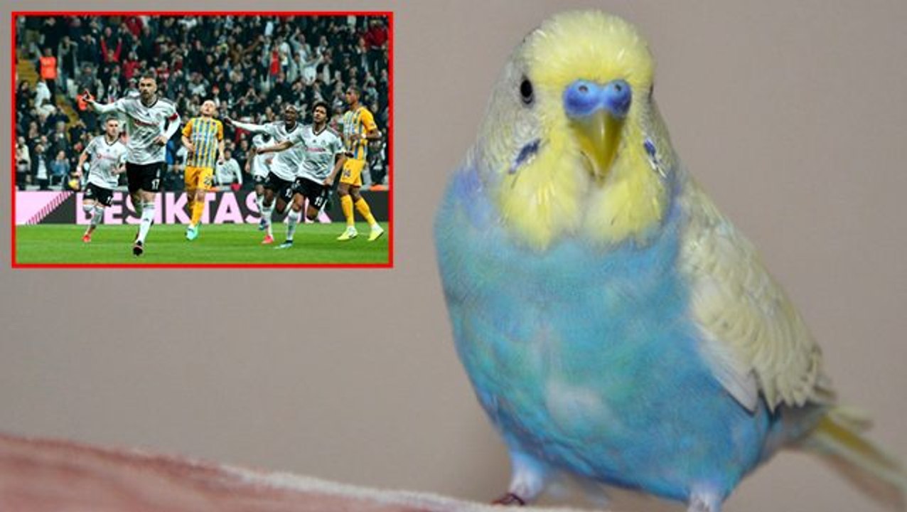 Fanatik Besiktasli Muhabbet Kusu Besiktas In Ilk 11 I Dahil Toplamda 50 Kelime Soyluyor Dailymotion Video