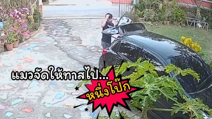 โดนไปหนึ่งโป๊ก !! เอ็นดู.. เจ้าเหมียวแสบทำร้ายทาส แต่ทาสยังทะนุถนอม