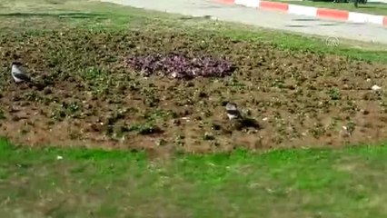 Belediyenin diktiği çiçekleri kargalar söktü