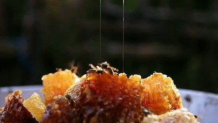 Bal Ülkesi (Honeyland) Türkçe Altyazılı Fragman