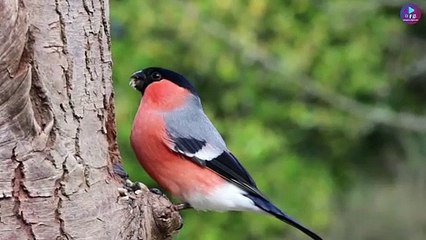 laija chari  Nepali song ॥ yogeshwor amatya॥ Nhyoo Bajracharya॥sandhya Joshi