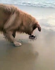 Yengeç ile oynayan köpek