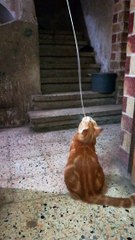 Hanged Rope Entertain Lazy Fat Cat