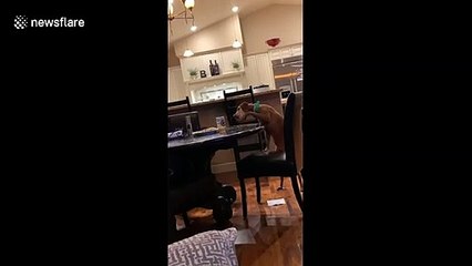 Sneaky dog in Nevada tries to STEAL food off kitchen table