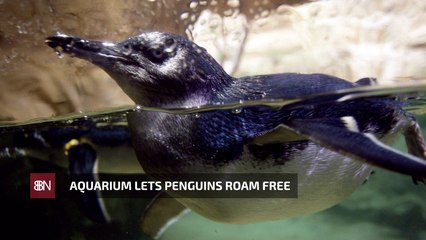 Penguins Get Some More Space