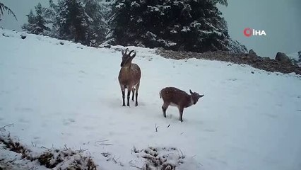 Aç kalan dağ keçilerinin yoncayla beslendiği anlar fotokapanda