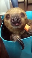 Sloth Enjoying A Snack