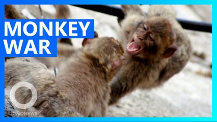 Rival monkey gangs wage street war over banana