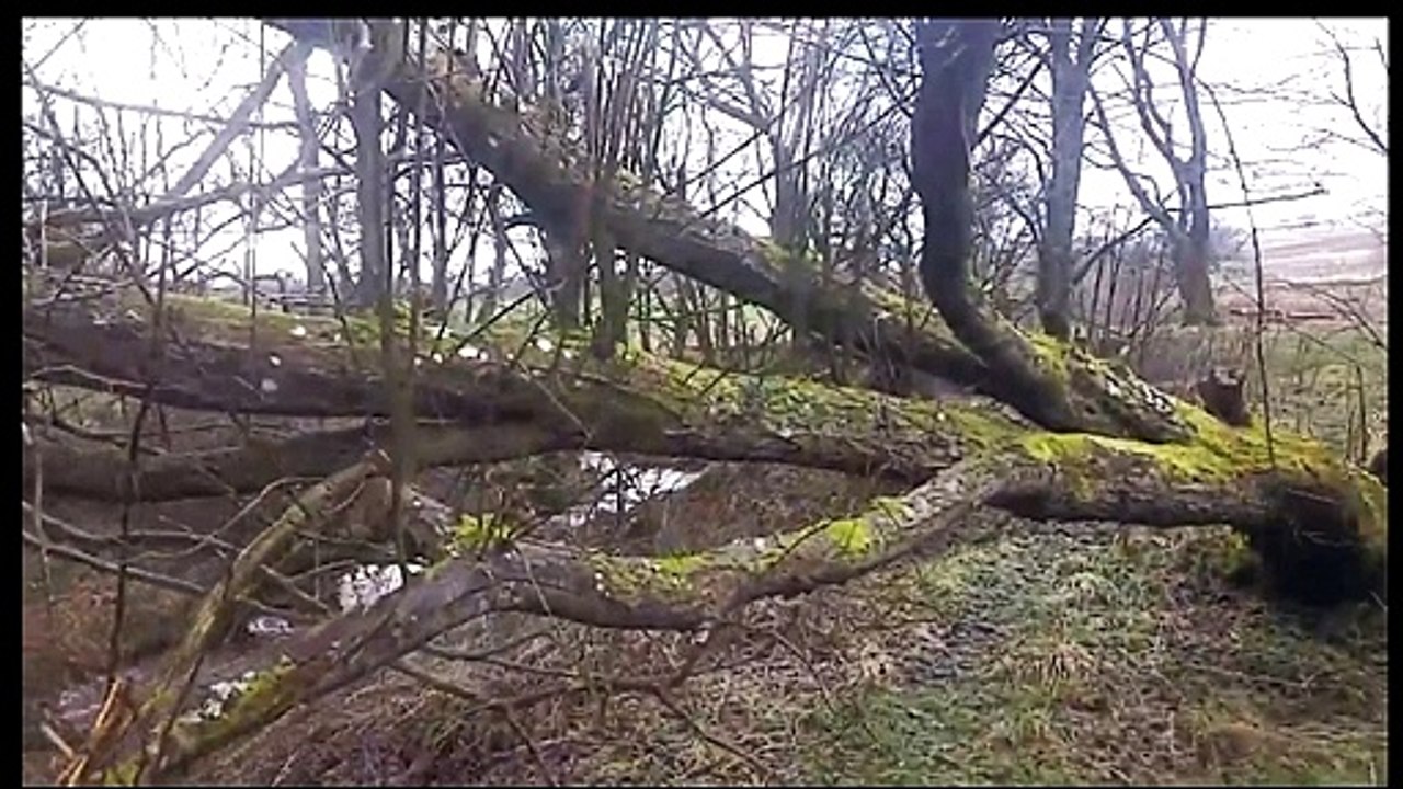 Squatchable - The Scottish Bigfoot