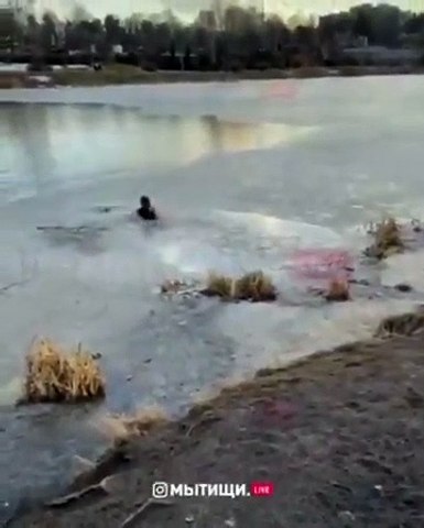 woman rescue dog
