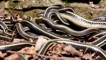 Here's What Thousands Of Snakes Waking Up From Nap Look Like