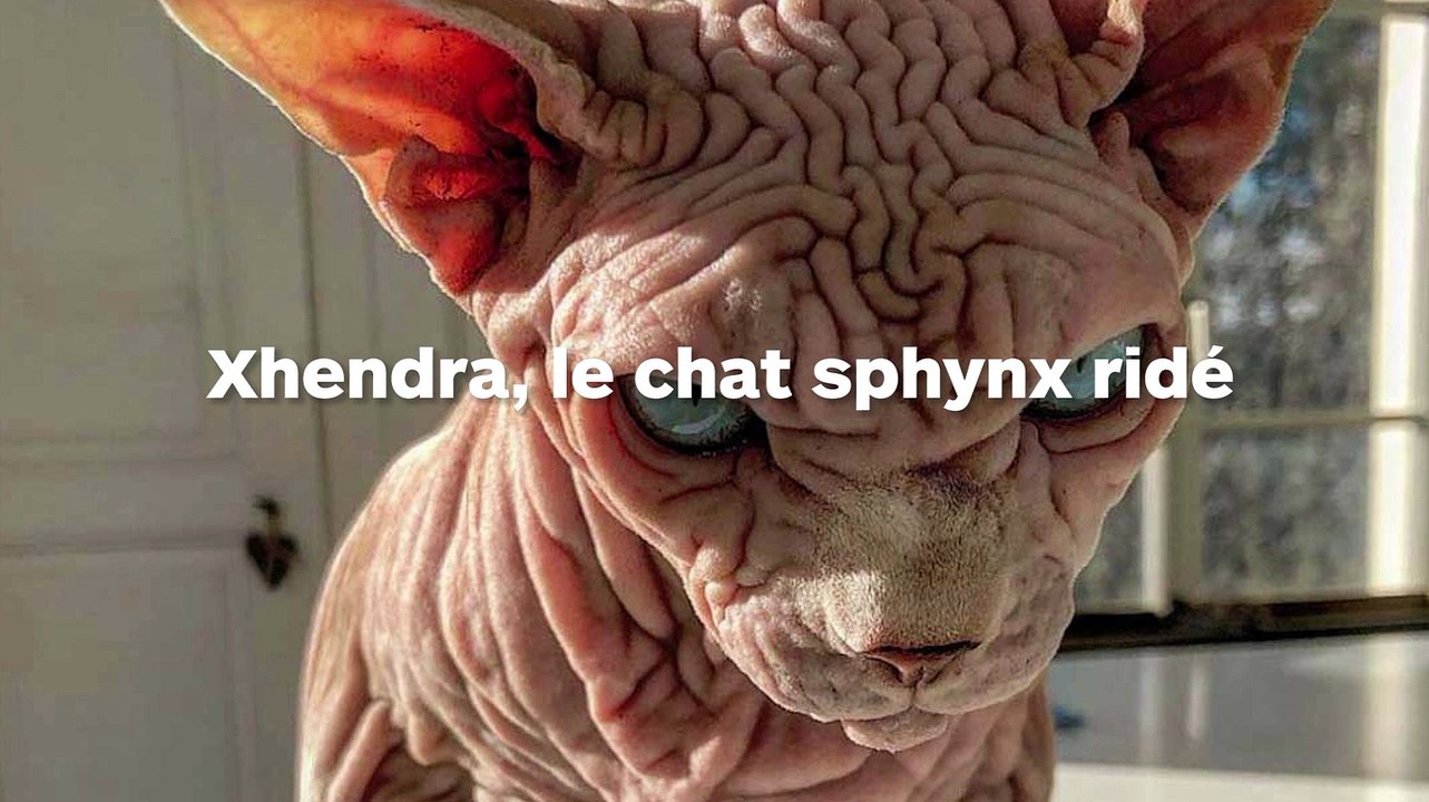 Ce chat sphynx ridé fait très peur, pourtant il est tout gentil