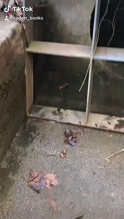 Saving 28 Spotted Salamanders