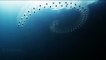 Free Diver Observes Strange Creatures near Palau
