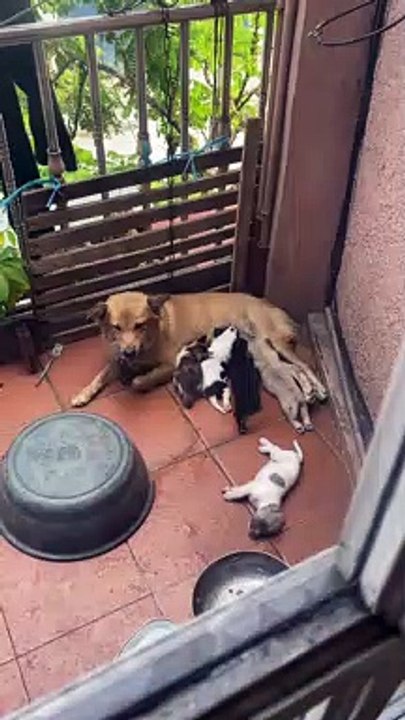 Recently Adopted Stray Kitten Fed by Mothering Dog