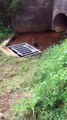 Australian Man Rescues Ducklings Trapped in a Storm Drain