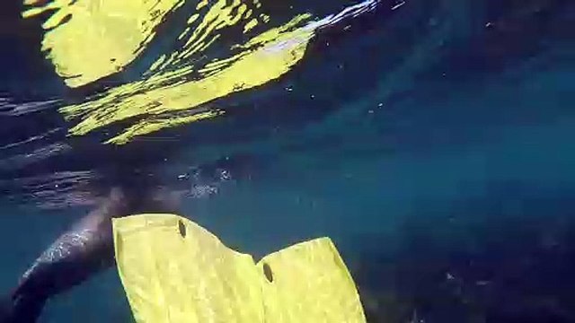 Galapagos Sea Lion Steals GoPro