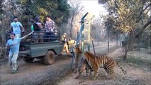 Ces tigres affamés sont là pour le repas