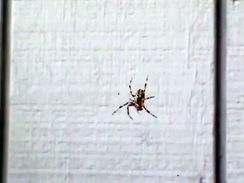 Cette araignée est effrayée par les cris... Trop mignon