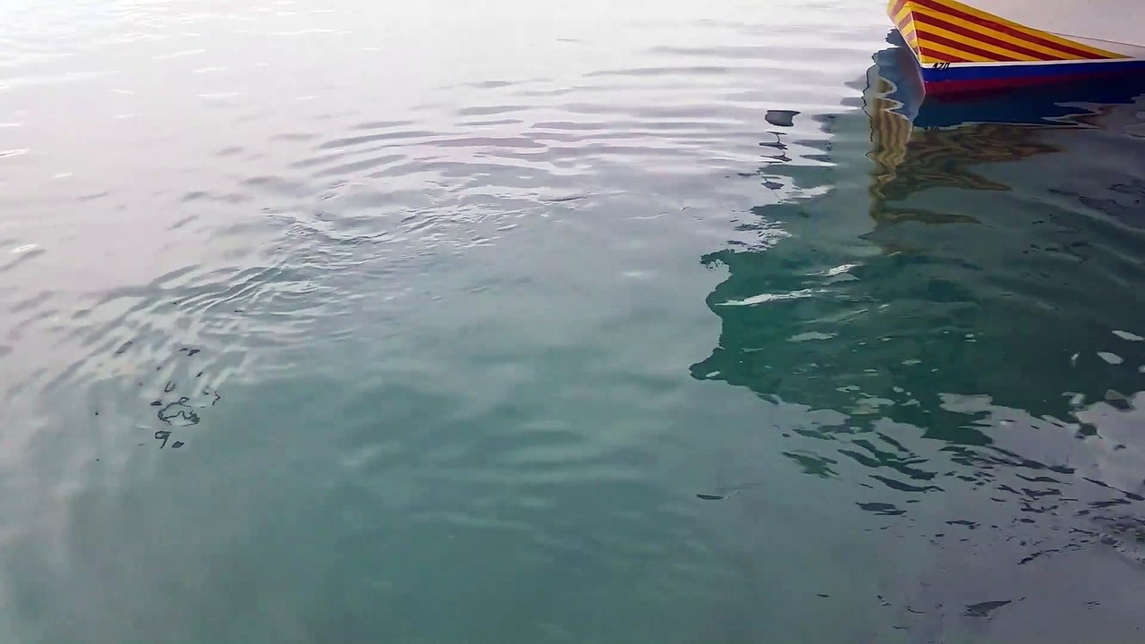 Un thon avale une mouette vivante... la prenant pour une proie comestible